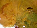 Lobophora variegata4